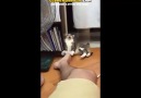Ayak Kokusuyla Tanışıp Anında İptal Olan Kedi
