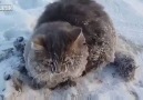 Ayakları buza yapışan kediyi donmaktan kurtaran iyi yürekli in...