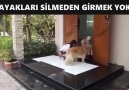 Ayak Silme Sırasına Giren Köpekler