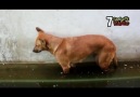 Ayakta uyuyan köpek bakın nasıl uyandı :))