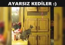Ayarsız Kediler