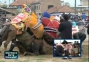 AYDIN İNCİRLİOVA DEVE GÜREŞLERİ RUMELİ TV