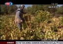 AYDOĞDU PEKMEZİ YAPILIŞI TAVAS DENİZLİ