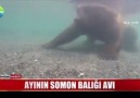 Ayının somon balığı avı