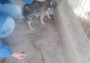 Aylardır İstismara Uğrayan Köpeğin Sevgi ve Şefkatle İlk Defa ...