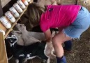 Aynı anda 11 bebek keçi besleyen süper anne
