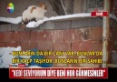 Aynı evde 58 kedi ve Nuriye teyze!