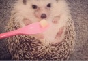 Azuki the Hedgehog loves apples