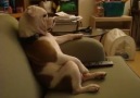Baba koltuğunda bir Bulldog :)