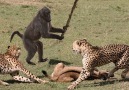 Baboon Chasing Leopard To Save Antelope Leopard Hunting Fail.See more