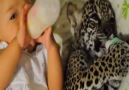 BABY AND HER JAGUAR!
