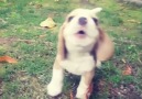 Baby beagles howl is terrifying!