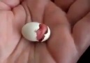 Baby bird hatching in hand.OMG!