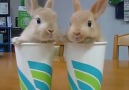 Baby bunnies in a cup