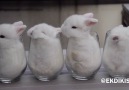 Baby Bunnies Sleeping In Glasses