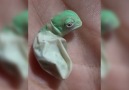 Baby Chameleon Hatches