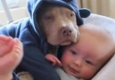 Baby Cuddles with American Bully Puppy