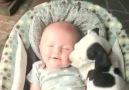 Baby Dog Wants To Take a Nap With His Baby Owner