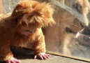 Baby dressed as a lion comes face to face with a real big cat