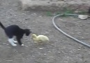 baby duck and cat so funny worth to watch