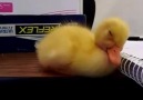 Baby Duck Can't Stay Awake