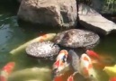 Baby Duck Feeding Fish