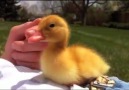 Baby duckling falling asleep