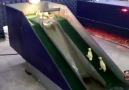 Baby Ducks Are Having Too Much Fun With This Slide