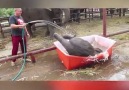 Baby Elephant Dives Into Bath
