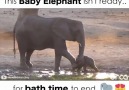 Baby Elephant Isn't Ready To End Bath Time