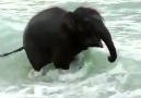 Baby elephant sees the sea for the first time!