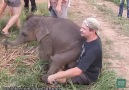 Baby Elephants Who Want To Be Lap Dogs