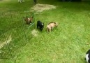 Baby Goat Does BACKFLIPS and Jumps For Joy