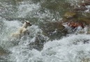 Baby Goat Makes Epic Leap For His Mom