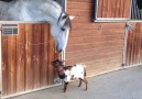 Baby Goat Meets Horse