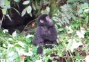 Baby Gorilla Tries First Chest Pound