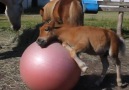 Baby Horse Loves Playing With His Ball