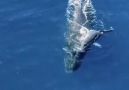 Baby humpback cruising with its mum Video by &