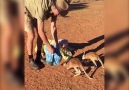 Baby Kangaroos Get Ready For Bed