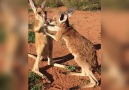 Baby Kangaroos Play Fighting