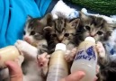Baby Kittens All Settled For The Long Awaited Bottles <3