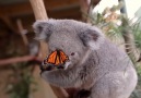 Baby koala attacked by butterfly