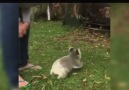 Baby koala bumps into tree
