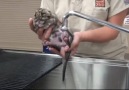 Baby leopard bath time