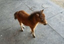 Baby Miniature Horse Chases Man