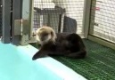 Baby otter