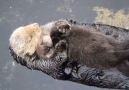 Baby Otter Sleeping On Mama