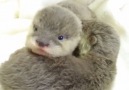 Baby otters snugglingby instagram.comzig.heaco