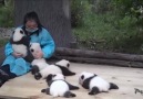 Baby pandas' looking for hugs