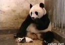 Baby Panda Sneezes